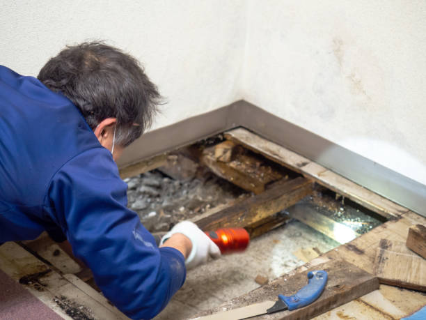 Best Mold Remediation Services  in Bing, OR