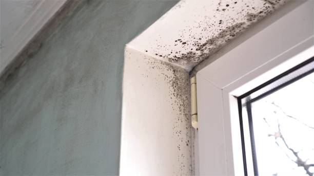 Best Certified Mold Removal  in Bing, OR
