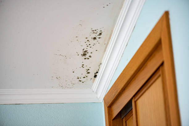 Best Toxic Mold Removal  in Bing, OR