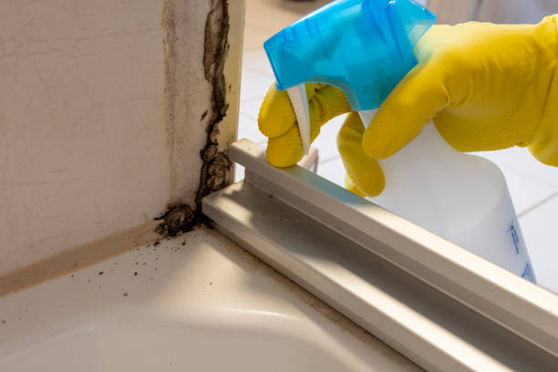 Best Mold Inspection  in Bing, OR