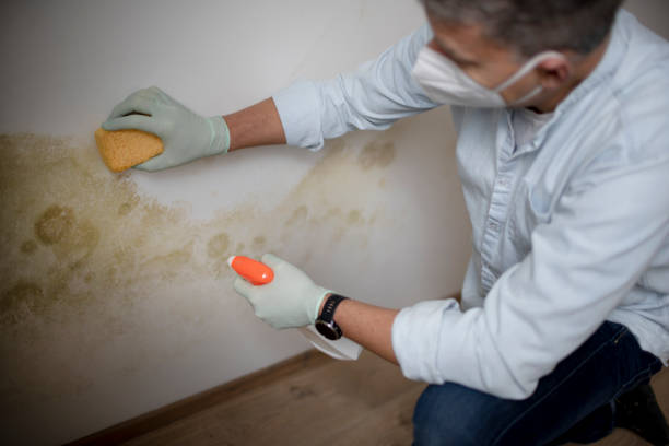Best Attic Mold Removal  in Bing, OR