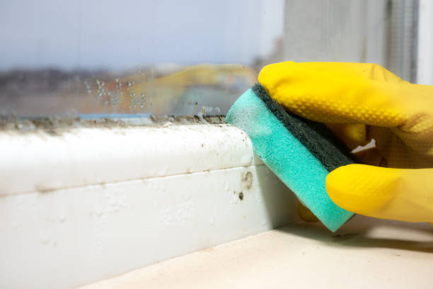 Professional Mold Removal in Boring, OR